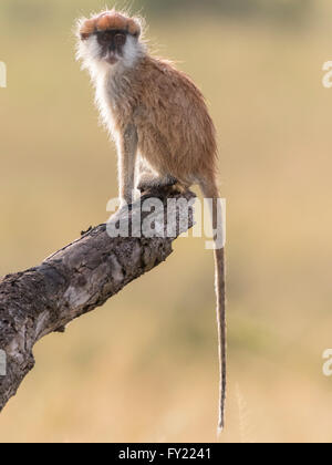 Patas Affe (Erythrocebus Patas), Murchinson Falls National Park, Uganda Stockfoto