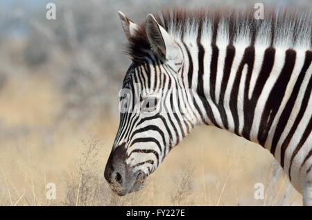 Burchell Zebra (Equus Burchelli), Nahaufnahme eines Fohlens, Etosha Nationalpark, Namibia Stockfoto