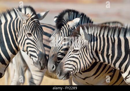 Drei Burchell-Zebras (Equus Burchelli), Nase an Nase, Etosha Nationalpark, Namibia Stockfoto