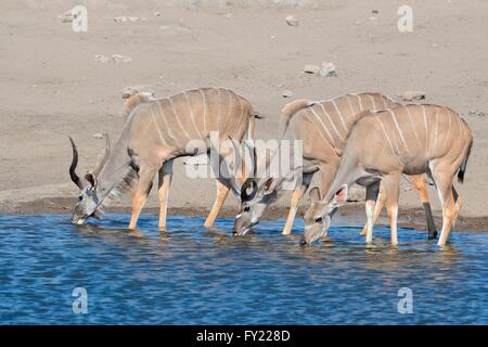 Greater Kudus (Tragelaphus Strepsiceros), zwei Rüden und eine Hündin, trinken an einer Wasserstelle, Etosha Nationalpark, Namibia Stockfoto