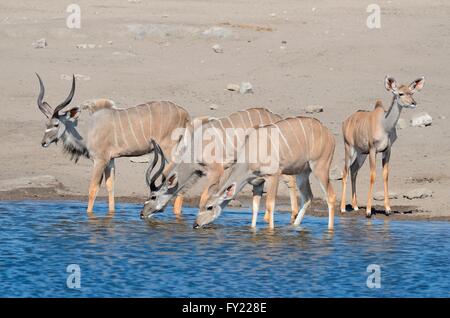 Größere Kudus (Tragelaphus Strepsiceros), Männchen, Weibchen und jung, trinken an einer Wasserstelle, Etosha Nationalpark, Namibia Stockfoto