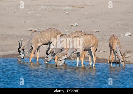 Größere Kudus (Tragelaphus Strepsiceros), Männchen, Weibchen und jung, trinken an einer Wasserstelle, Etosha Nationalpark, Namibia Stockfoto