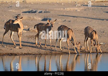 Greater Kudus (Tragelaphus Strepsiceros), zwei Weibchen und zwei junge, trinken an einer Wasserstelle, Etosha Nationalpark Stockfoto