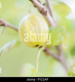 Nahaufnahme der Stachelbeere (ribes Uva-Crispa) auf Bush Stockfoto