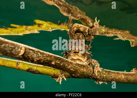 Gemeinsamen Kröten (Bufo Bufo-Komplex) sitzend auf AST unter Wasser, Paarung, Bergsee, Steiermark, Österreich Stockfoto