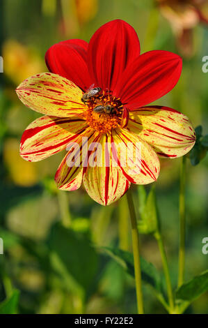 Dahlie (Dahlia), Saitenspiel Vielfalt, Blume, Honigbienen (Apis SP.), Nordrhein-Westfalen, Deutschland Stockfoto