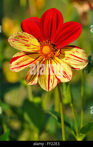 Dahlie (Dahlia), Saitenspiel Vielfalt, Blume, Honigbienen (Apis SP.), Nordrhein-Westfalen, Deutschland Stockfoto