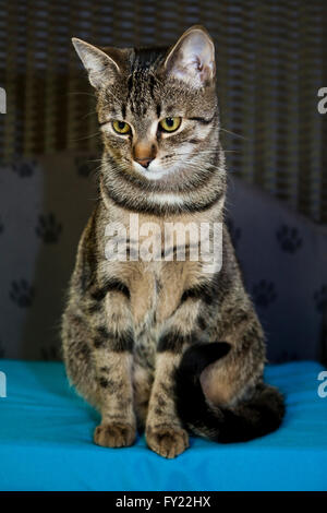 Tabby Katze Stockfoto