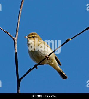 Fitis (Phylloscopus Trochilus) thront in Baum Stockfoto