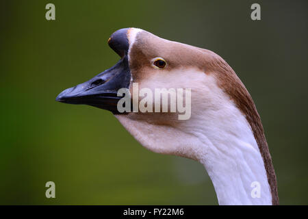 Swan Goose (Anser Cygnoides), Porträt, ursprünglich aus Asien, gefangen Stockfoto