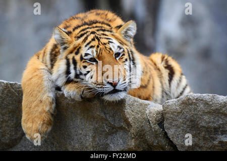 Junge sibirische Tiger (Panthera Tigris Altaica) ruht auf Felsen, gefangen Stockfoto