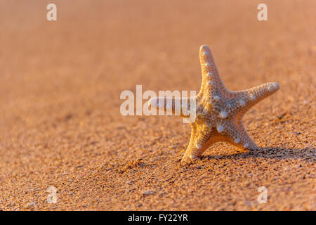 beautiful starfish on the beach in summer Stockfoto