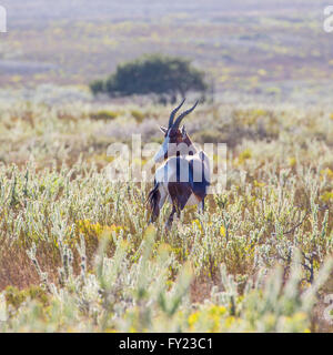 Bontebok an Bartholomeus Klip im Western Cape Stockfoto