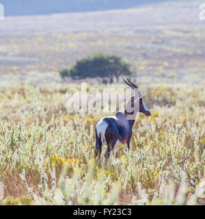 Bontebok an Bartholomeus Klip im Western Cape Stockfoto