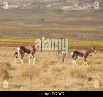 Bontebok an Bartholomeus Klip im Western Cape Stockfoto