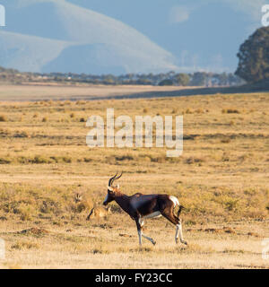 Ein Bontebok und zwei Löffelhunde an Bartholomeus Klip im Western Cape Stockfoto