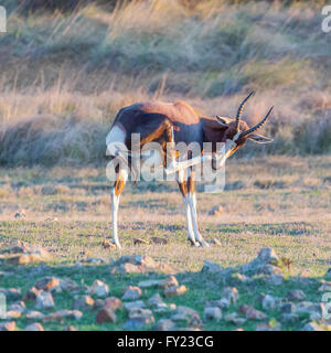 Bontebok an Bartholomeus Klip im Western Cape Stockfoto