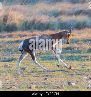 Bontebok an Bartholomeus Klip im Western Cape Stockfoto