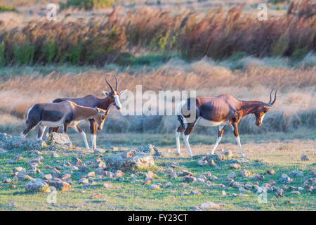 Bontebok an Bartholomeus Klip im Western Cape Stockfoto