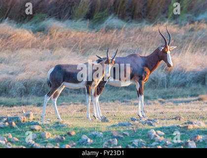 Bontebok an Bartholomeus Klip im Western Cape Stockfoto