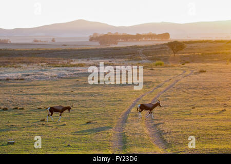 Bontebok an Bartholomeus Klip im Western Cape Stockfoto