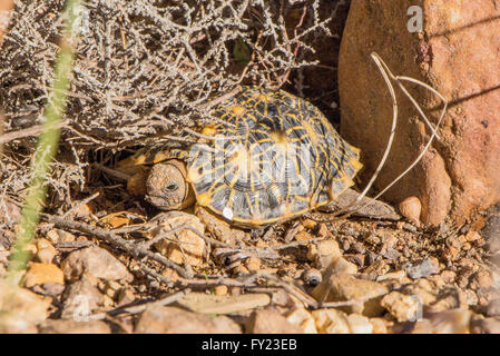 Geometrische Baby Schildkröte Stockfoto