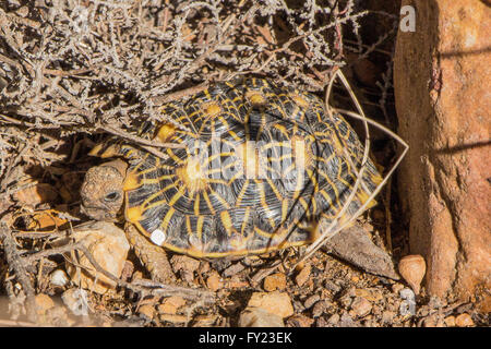 Geometrische Baby Schildkröte Stockfoto