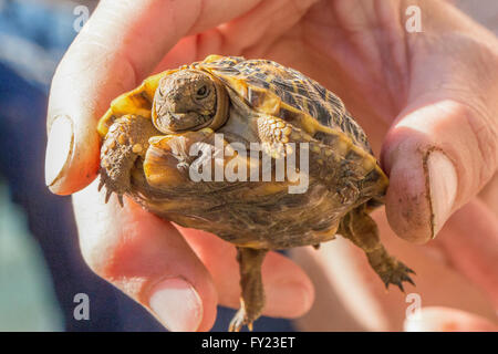 Geometrische Baby Schildkröte Stockfoto