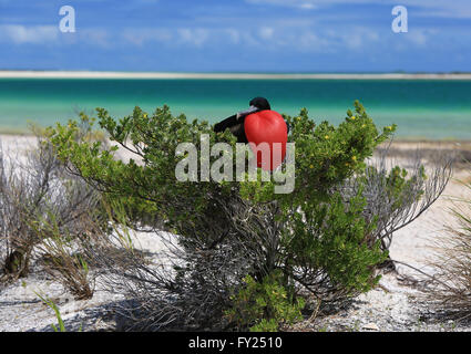 Männliche große Fregattvogels mit überhöhten unverwechselbaren roten Kehlsack ist Brutzeit, Weihnachtsinsel, Kiribati Stockfoto