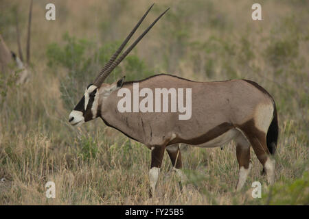 Oryx ist eine Gattung, bestehend aus vier großen Antilopenarten. Drei von ihnen sind in trockenen Gebieten von Afrika, und der Vierte zu t Stockfoto