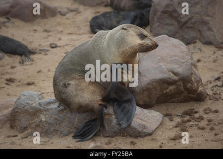 Das braune Fell Dichtung, auch als Kap Fell Dichtung bekannt, South African fur Seal und der australischen Fell Dichtung ist eine Pflanzenart aus der Gattung der Pelz Dichtung Stockfoto