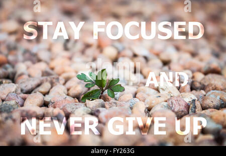 Bleiben Sie konzentriert und niemals geben Sie auf, inspirierend Zitat auf kleine Anlage-Hintergrund Stockfoto