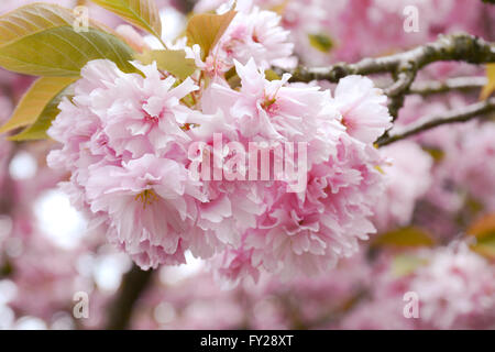 Flauschige rosa Kirschblüten auf Ästen am Baum. Im Großraum Vancouver, Prunus serrulata 'Kanzan' im Frühling. Stockfoto