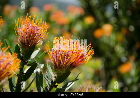 Das Protea im Sommer blühen Kapstadt Stockfoto