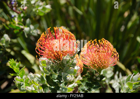 Das Protea im Sommer blühen Kapstadt Stockfoto