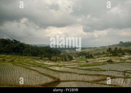 Reisfelder und schwarze Wolken Stockfoto