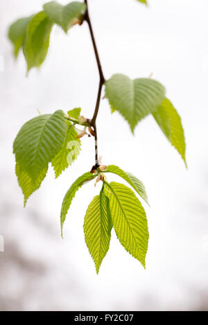 Europäische oder gemeinsame Hainbuche (Carpinus Betulus) verlässt unter eine starke Feder Licht Stockfoto