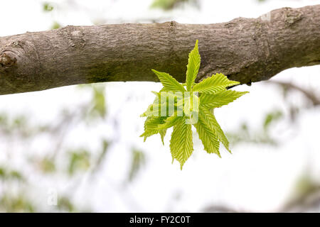Europäische oder gemeinsame Hainbuche (Carpinus Betulus) verlässt unter eine starke Feder Licht Stockfoto