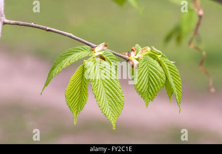 Europäische oder gemeinsame Hainbuche (Carpinus Betulus) verlässt unter eine starke Feder Licht Stockfoto