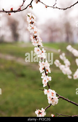 Nahaufnahme von zarten weißen Aprikose Blüten unter der weiche Feder Sonne Stockfoto