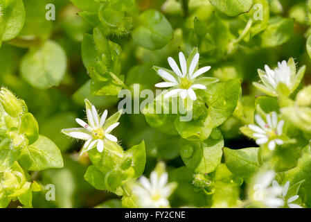 Makroaufnahme einer weißen Stellaria Media Blüten (Vogelmiere) unter der weiche Feder Sonne Stockfoto