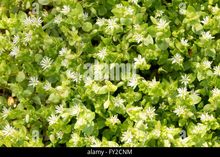 Makroaufnahme einer weißen Stellaria Media Blüten (Vogelmiere) unter der weiche Feder Sonne Stockfoto
