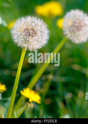 Luft-Löwenzahn auf der grünen Wiese. Frühling Hintergrund. Stockfoto