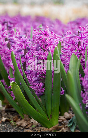 Hyacinthus Orientalis Paul Hermann. Hyazinthe Anzeige bei RHS Wisley Gardens, Surrey, UK Stockfoto