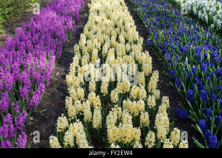 Hyacinthus Orientalis. Hyazinthe Anzeige bei RHS Wisley Gardens, Surrey, UK Stockfoto