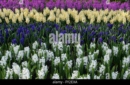 Hyacinthus Orientalis. Hyazinthe Anzeige bei RHS Wisley Gardens, Surrey, UK Stockfoto