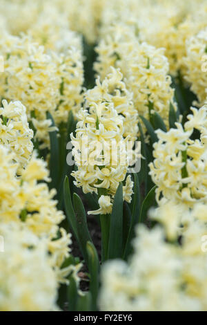 Hyacinthus Orientalis gelb Königin. Hyazinthe Anzeige bei RHS Wisley Gardens, Surrey, UK Stockfoto