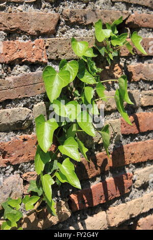 Grünen Efeublätter wachsen auf einer alten Mauer Stockfoto