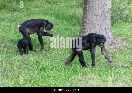 Familie Gruppe von afrikanischen Bonobo-Schimpansen (Pan Paniscus) Stockfoto