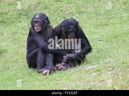 Zwei junge weibliche afrikanische Bonobo Schimpansen (Pan Paniscus) halten in der Nähe Stockfoto